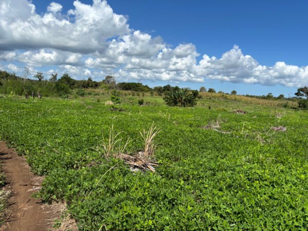 Bila Cengi - 66,000 SQM (Backland) - Image 6