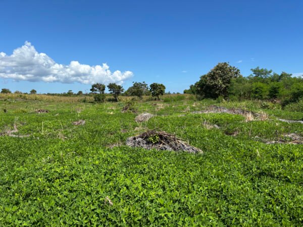 Bila Cengi - 66,000 SQM (Backland) - Image 5