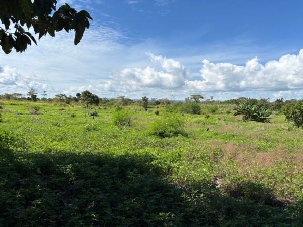 Bila Cengi - 66,000 SQM (Backland) - Image 4