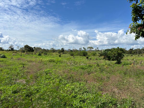 Bila Cengi - 66,000 SQM (Backland) - Image 3