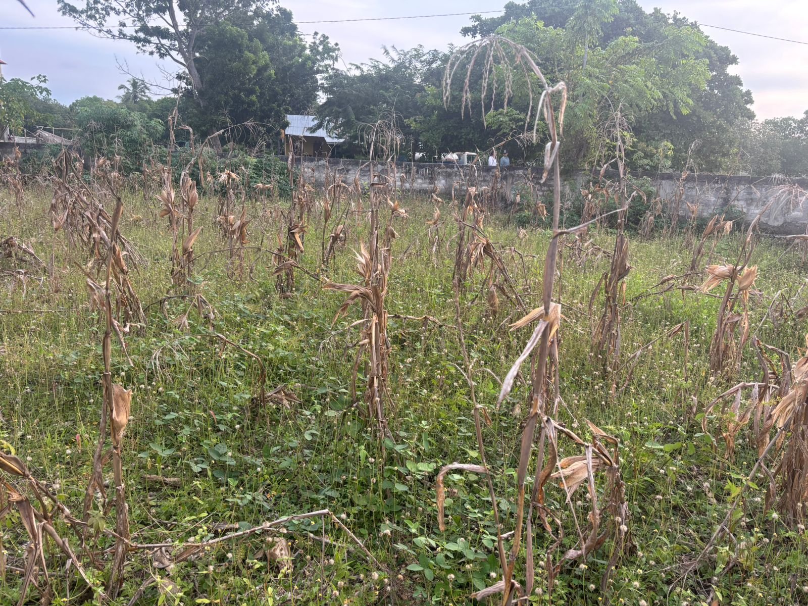 Payola Umbu 2 - Image 2