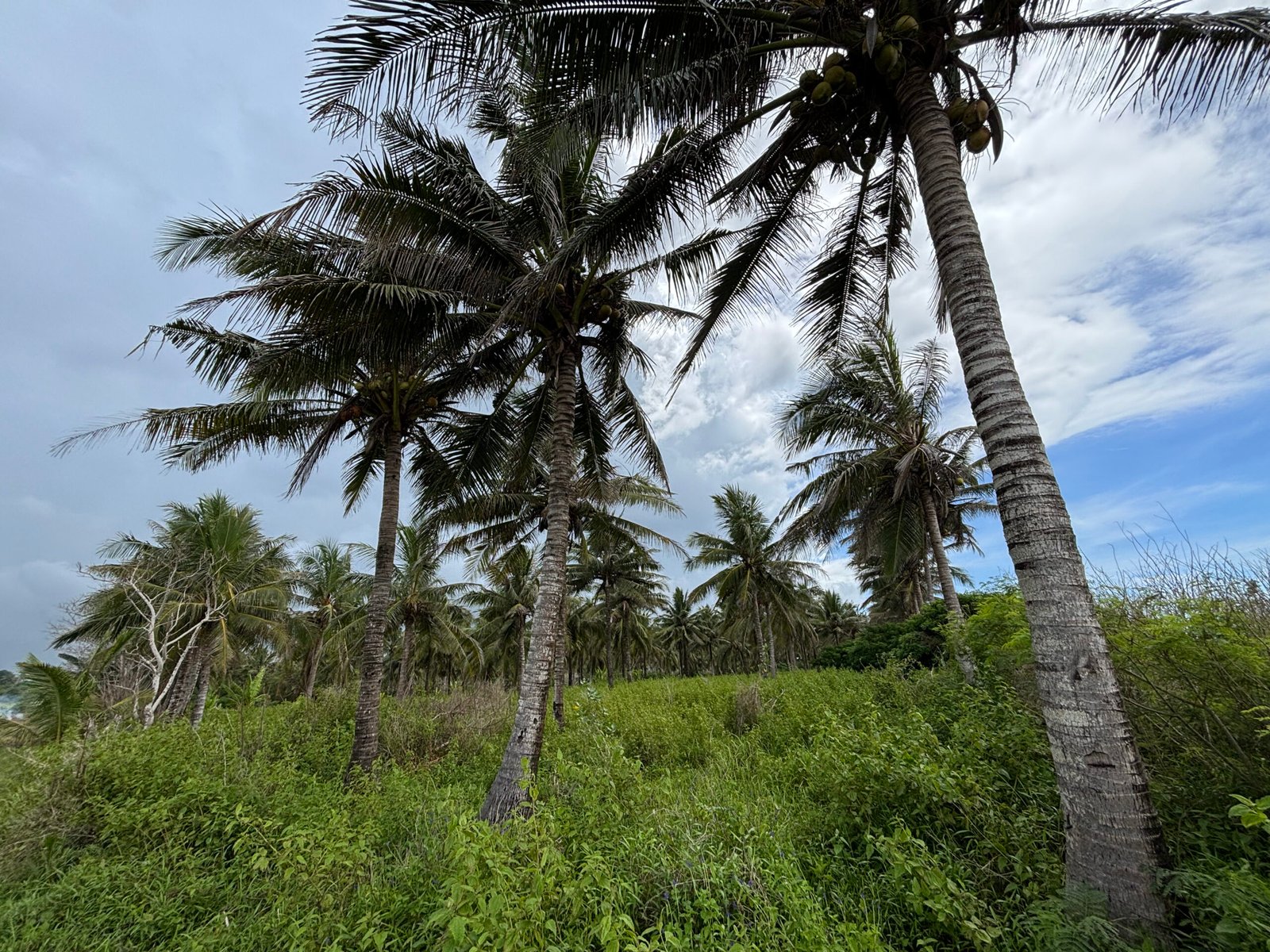 Ratenggaro - Image 2