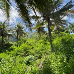 land for sale in Sumba