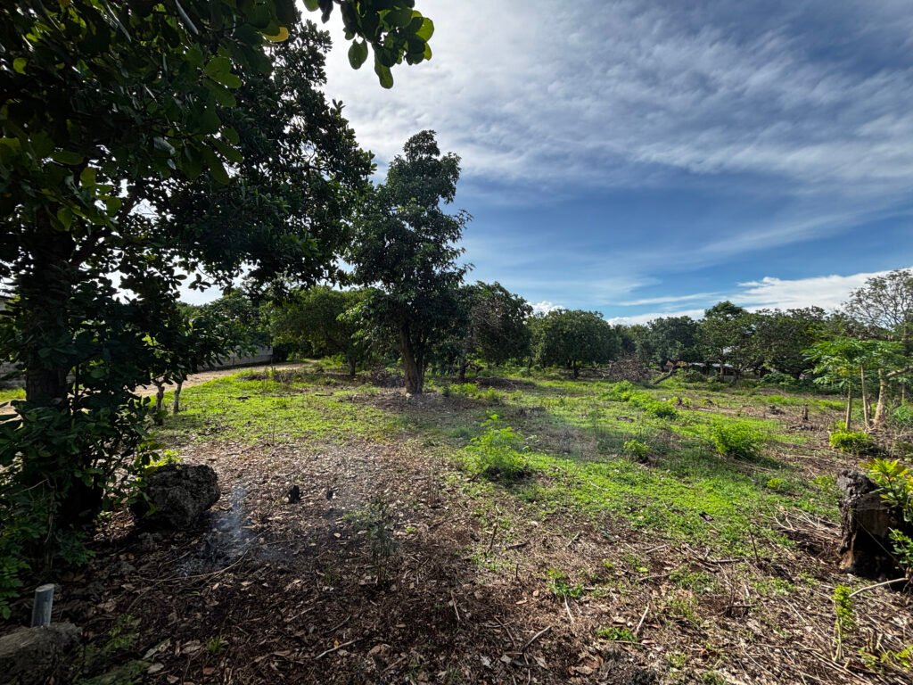 A land for sale in Sumba