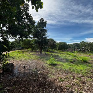 A land for sale in Sumba